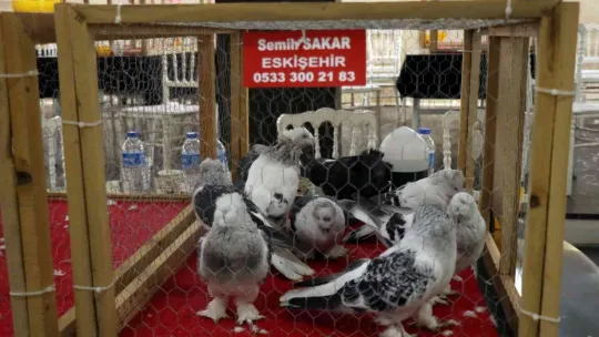 Bir milyona güvercin