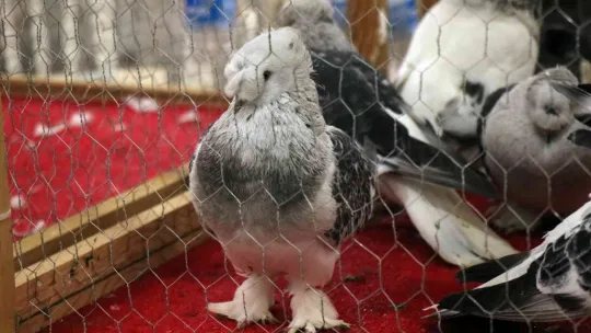 Bir milyona güvercin