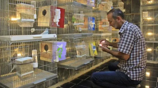 Bir muhabbet kuşu hayatını değiştirdi!