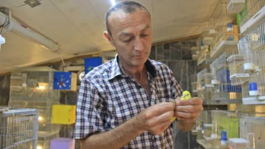 Bir muhabbet kuşu hayatını değiştirdi!