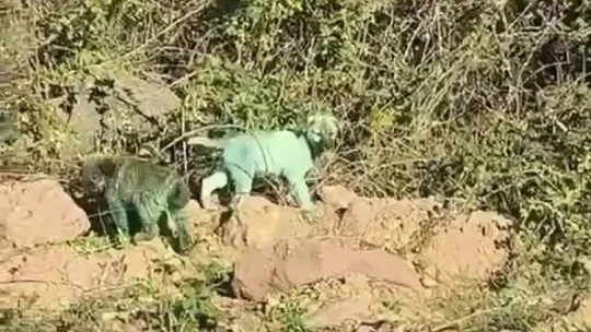 Boyalı köpekler merak uyandırdı