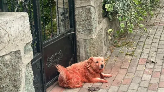 Boyalı köpekler merak uyandırdı