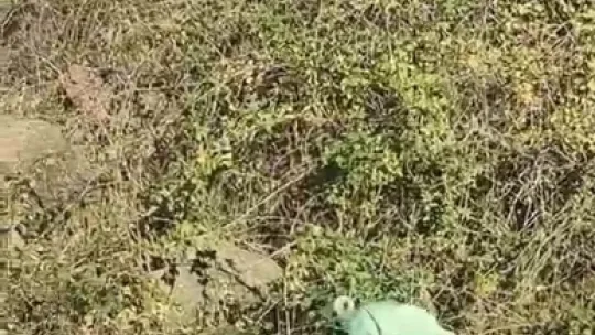 Boyalı köpekler merak uyandırdı