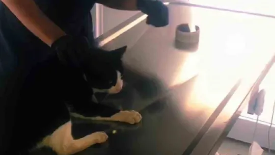 Boynuna boru parçası takılan kedinin imdadına yetiştiler