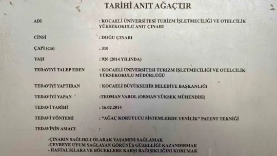 Bu ağaç 929 yaşında