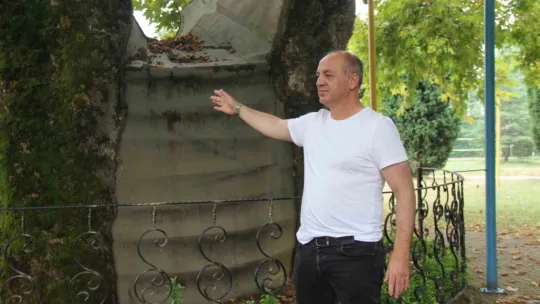 Bu ağaç 929 yaşında