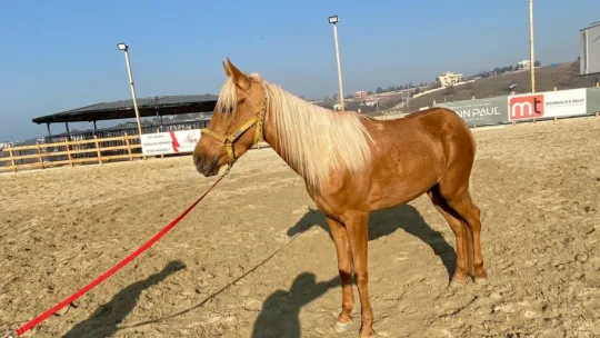 Bu düğünü görenlerin ağızları açık kaldı!