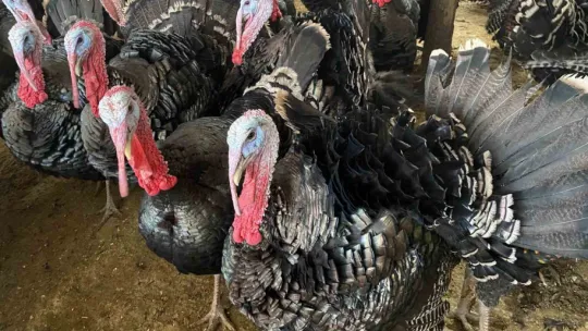 Bu hindiler çok meşhur