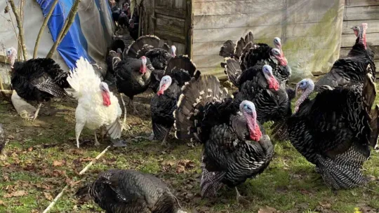 Bu hindiler çok meşhur