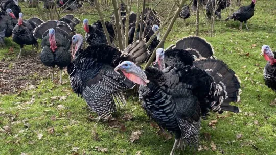 Bu hindiler çok meşhur