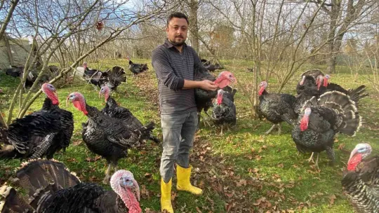 Bu hindiler çok meşhur