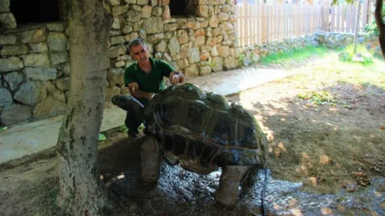 Bu kaplumbağa Cumhuriyet ile yaşıt