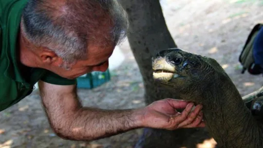 Bu kaplumbağa Cumhuriyet ile yaşıt