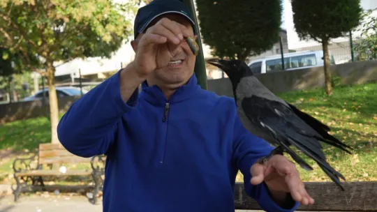 Bu karga çay içip Rize helvası yiyor: Organik gıdaları seviyor