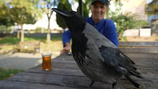 Bu karga çay içip Rize helvası yiyor: Organik gıdaları seviyor