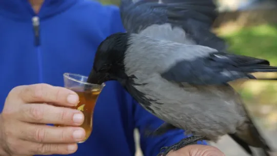Bu karga çay içip Rize helvası yiyor: Organik gıdaları seviyor