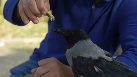 Bu karga çay içip Rize helvası yiyor: Organik gıdaları seviyor