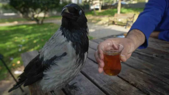 Bu karga çay içip Rize helvası yiyor: Organik gıdaları seviyor