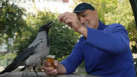 Bu karga çay içip Rize helvası yiyor: Organik gıdaları seviyor