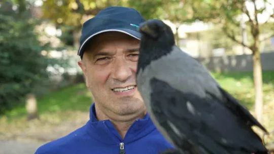 Bu karga çay içip Rize helvası yiyor: Organik gıdaları seviyor