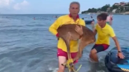 Bu kez insan değil geyik kurtardılar