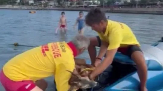 Bu kez insan değil geyik kurtardılar