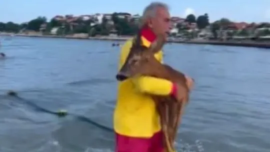 Bu kez insan değil geyik kurtardılar