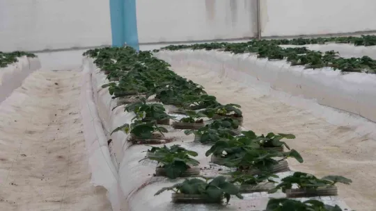Bu serada 12 ay boyunca hasat mümkün