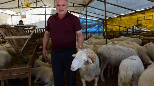Küçükbaşlar alıcılarını bekliyor