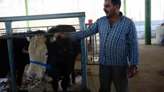 Küçükbaşlar alıcılarını bekliyor