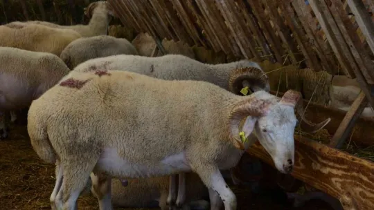 Küçükbaşlar alıcılarını bekliyor