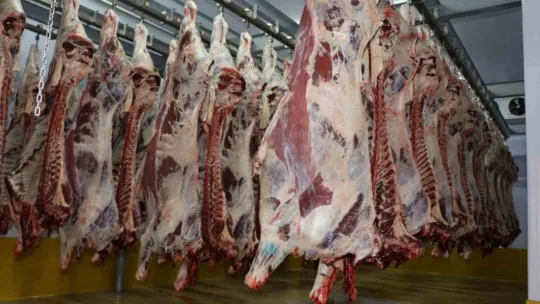 Büyükşehir mezbahasında bakın kaç kesim yapıldı