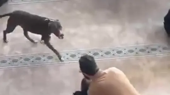 Camiye pitbull girdi