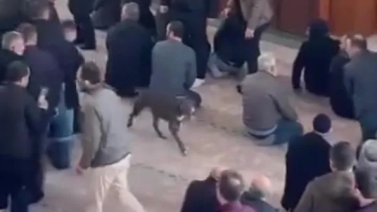 Camiye pitbull girdi