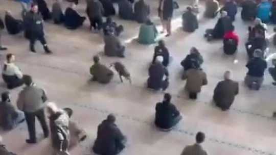 Camiye pitbull girdi