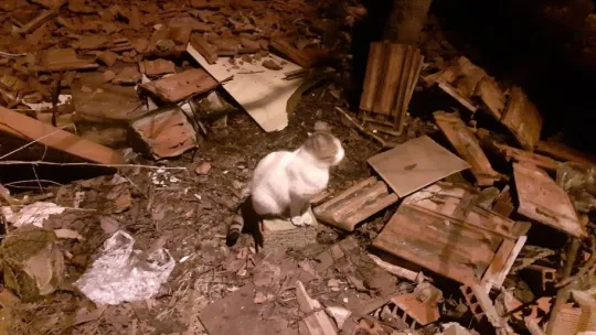 Çatı katında sıkışan kediyi ekipler kurtardı