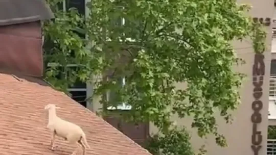 Çatıya çıkan koç hem güldürdü hem uğraştırdı