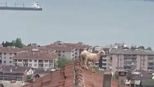 Çatıya çıkan koç hem güldürdü hem uğraştırdı