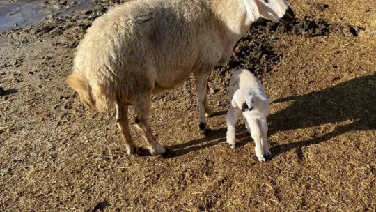 Böyle bir kuzu gördünüz mü?