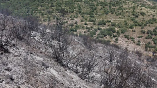 Çevreyi temizlemek isterken 20 dönümlük ormanı yaktı