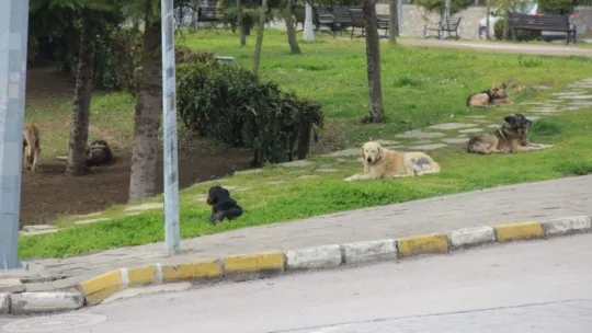 Çiğ etle beslenen köpekler mahallede tehlike saçıyor