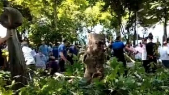 Çınar ağacının kırılan dalı üzerine düşen kişi hayatını kaybetti