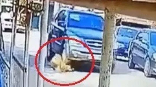 Cip ile üzerinden geçtiği köpeğin ölümüne neden olan sürücüye ceza