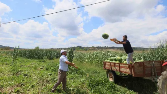 Coğrafi işaretli Kandıra karpuzunda hasat zamanı