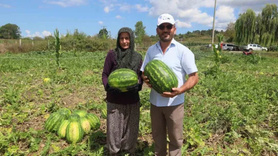 Coğrafi işaretli Kandıra karpuzunda hasat zamanı