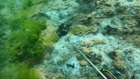 Çürüyen deniz salyası dehşete düşürdü!