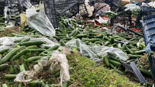 D-100'de tır devrildi, sebze kasaları yola saçıldı: 1 yaralı