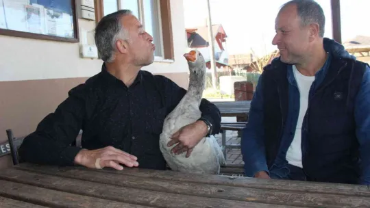 Papyonlu kazı ile birlikte şehir şehir geziyorlar