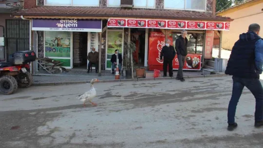 Papyonlu kazı ile birlikte şehir şehir geziyorlar