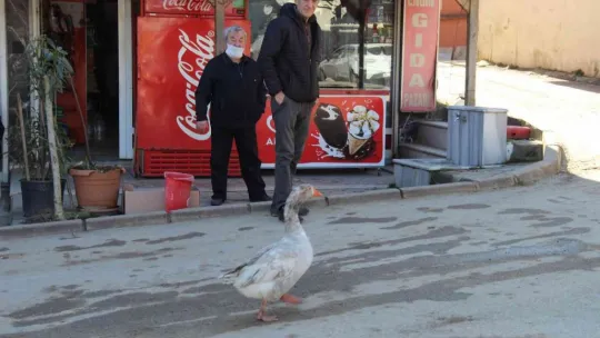 Papyonlu kazı ile birlikte şehir şehir geziyorlar